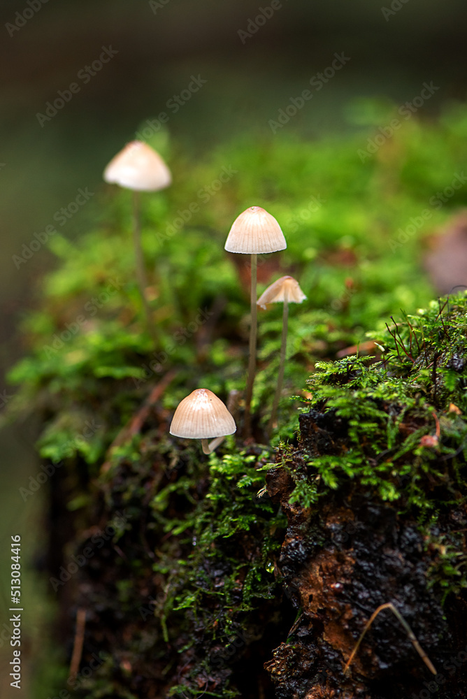 Thin toadstool mushrooms grow on green mossy stump Thin toadstool mushrooms grow on green mossy stump