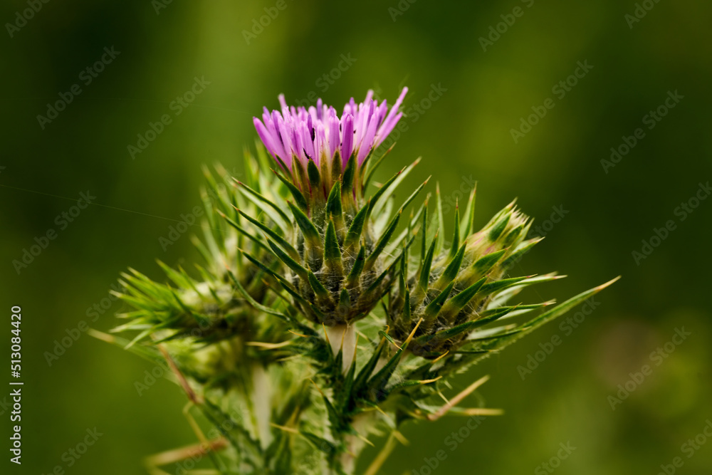 Close up view of a thistle flower Close up view of a thistle flower