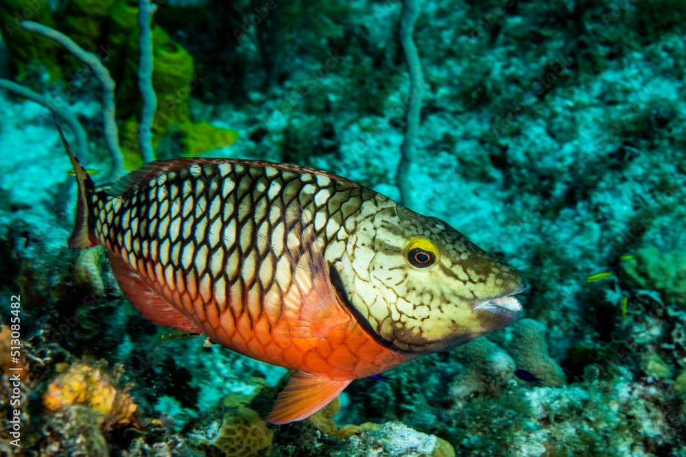 Stoplight parrotfish swimming over coral reef at Little Cayman Island in the Caribbean Stoplight parrotfish swimming over coral reef at Little Cayman Island in the Caribbean