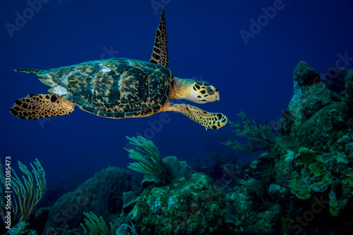Green Sea Turtle swimming underwater at Little Cayman  in the Caribbean  © RLS Photo