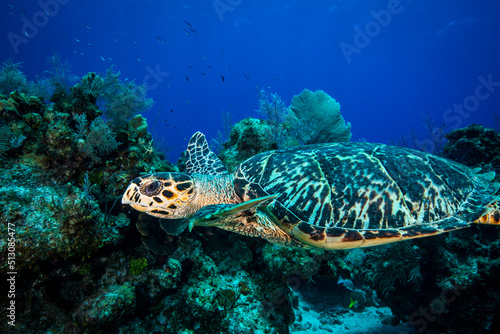 Green Sea Turtle swimming underwater at Little Cayman  in the Caribbean 