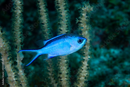 Blue Chromis on coral reef at Little Cayman Island in the Caribbean