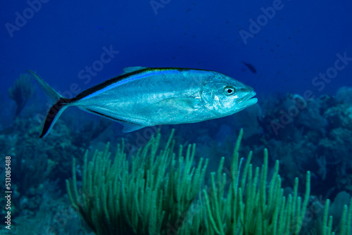 Photography Bar Jack fish swimming over coral reef at Little Cayman Island in the Caribbean