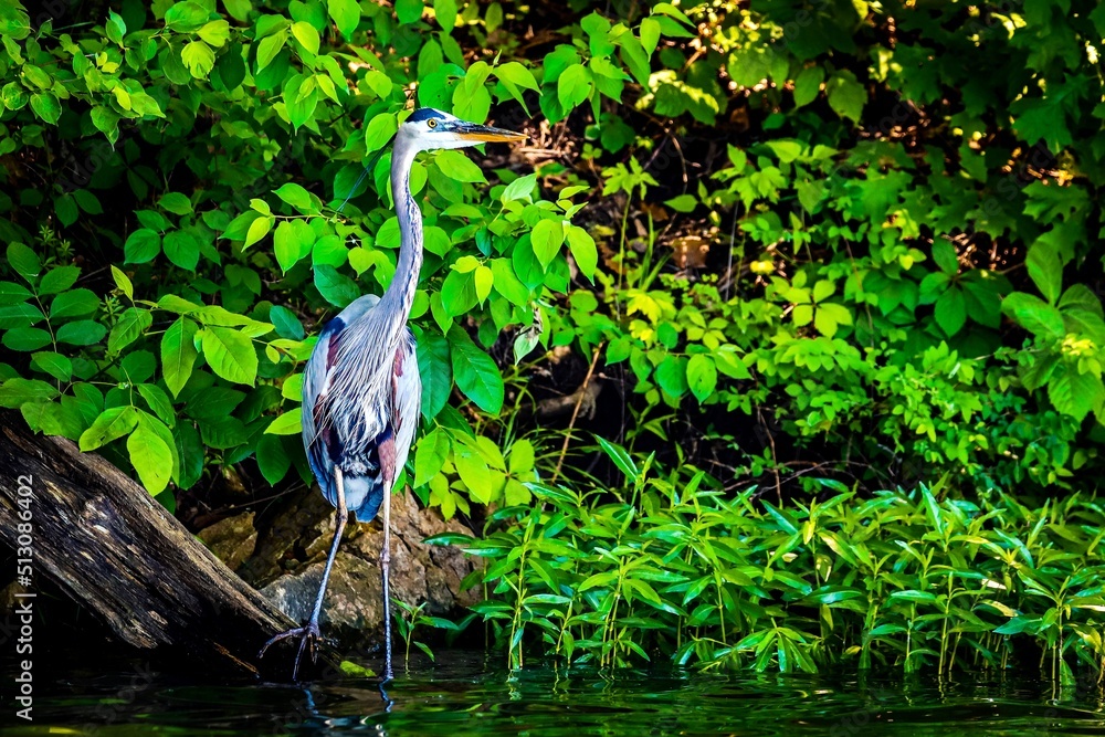 Fototapeta premium Egret on edge of lake with green leaf background
