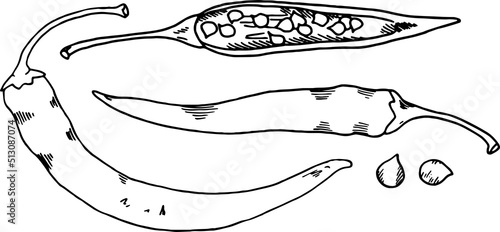 Hot pepper.Line art vector illustration. Isolated on a white background. For your design.