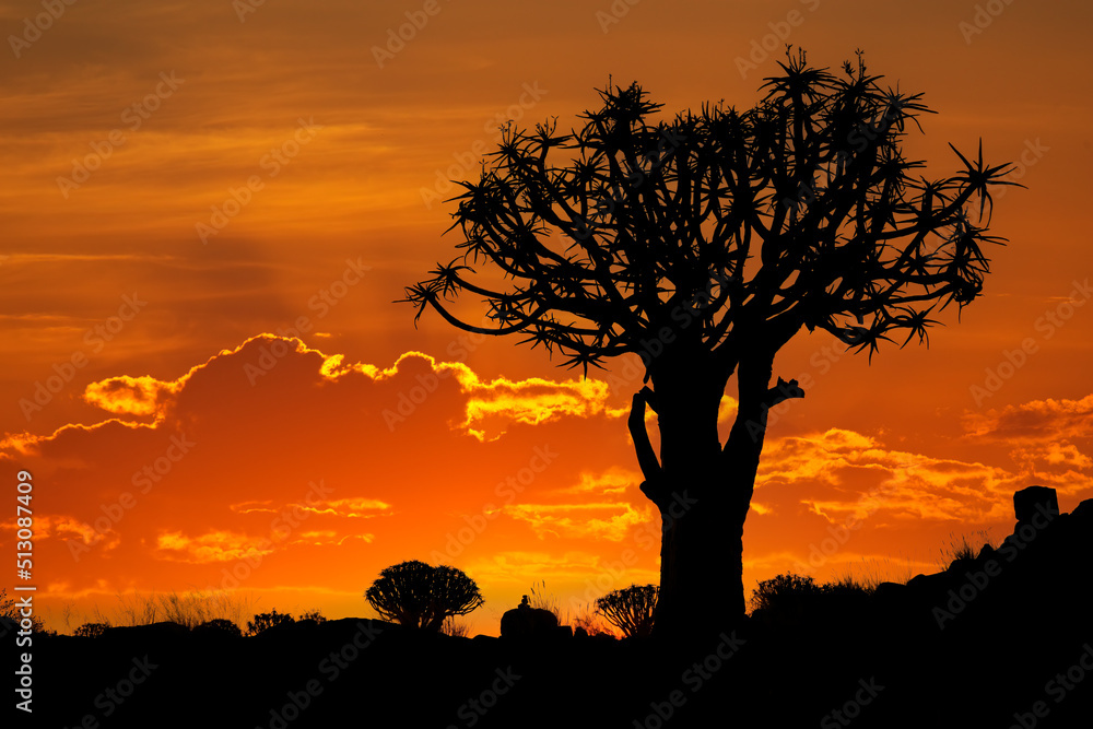 Silhouette of a quiver tree (Aloe dichotoma) at sunset, Namibia.