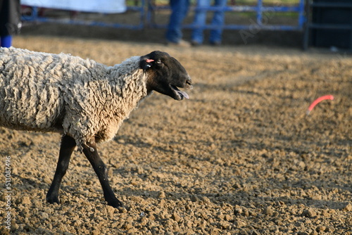 Sheep in a Rodeo Arena photo