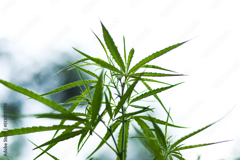 Fototapeta premium bush marijuana on blurred background.