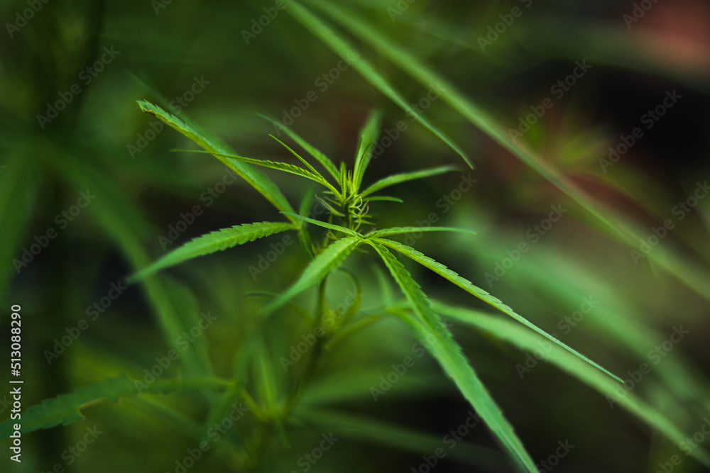 bush marijuana on blurred background. bush marijuana on blurred background.