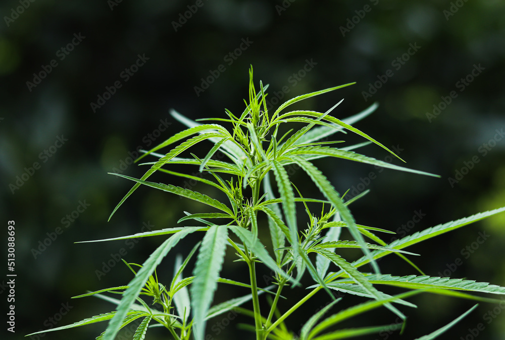 bush marijuana on blurred background. bush marijuana on blurred background.