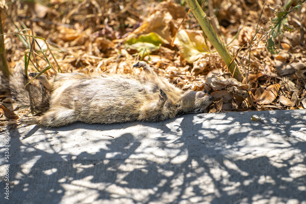 Dead squirrel lying in the park. Dead squirrel lying in the park.