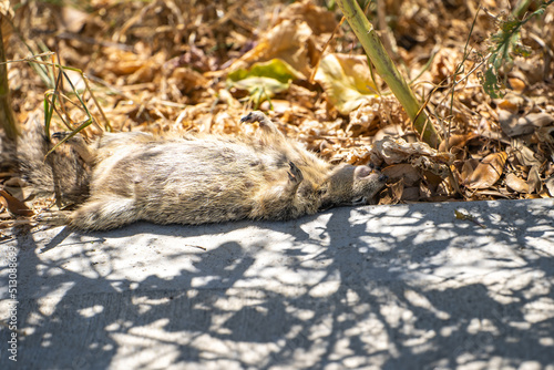 Dead squirrel lying in the park.