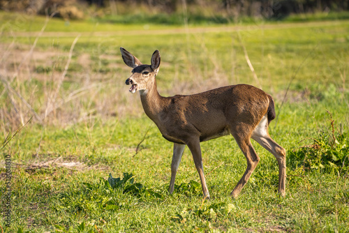California Mule Deer (Odocoileus hemionus californicus) stands on a meadow and eats grass.