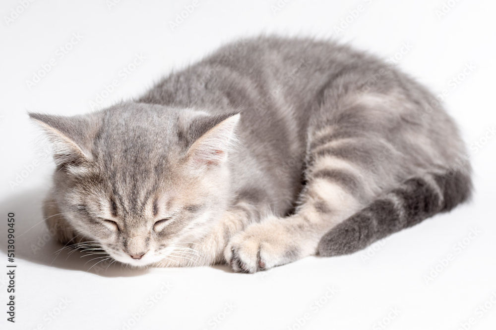 Funny little gray fold Scottish kitten sleeps on a white background. Cute sleeping tabby kitten with closed eyes. Pet Care.
