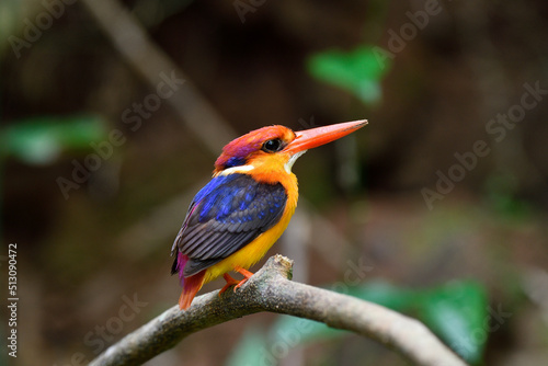 colorful and bright feathers bird perching on tree branch in front of dirt cliff during tire hole nest digging, oriental dwarf kingfisher (
