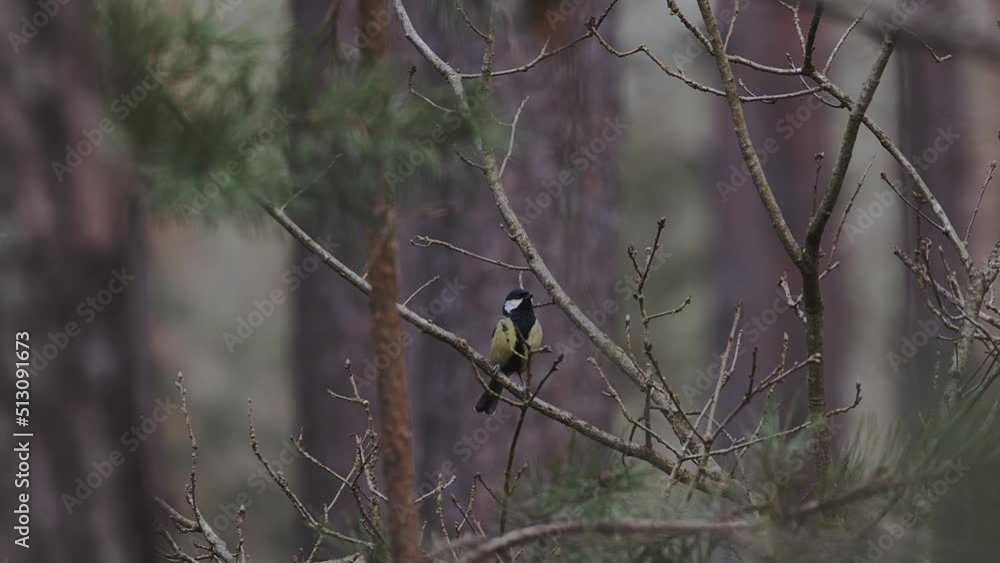 Singing titmouse in a pine forest. 4K BMPCC 6K. Singing titmouse in a pine forest. 4K BMPCC 6K.