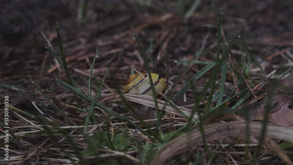 Close up on crawling snail in the forest. 4K BMPCC 6K. Close up on crawling snail in the forest. 4K BMPCC 6K.