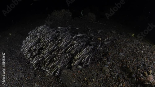 Striped Catfish - Plotosus lineatus swim along the seabed and looking for food. Underwater night life of Tulamben, Bali, Indonesia. photo