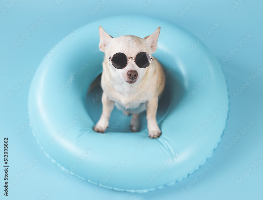 happy  brown short hair chihuahua dog wearing sunglasses, standing  in blue swimming ring on blue background.