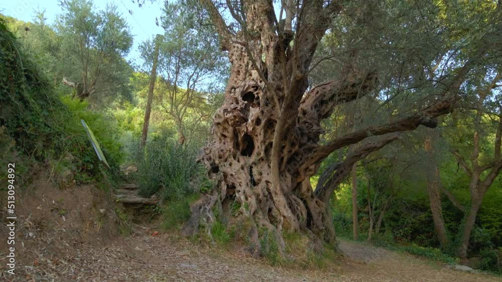 Aerial video of the Old Olive Stara Maslina a famous tourist attraction. Its said that it is 2000 years old. Travel to Montenegro concept Aerial video of the Old Olive Stara Maslina a famous tourist attraction. Its said that it is 2000 years old. Travel to Montenegro concept