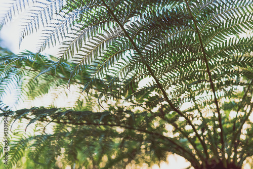 Dicksonia antarctica soft tree fern or man fern plant shot from underneath its fronds