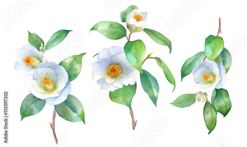 白いツバキの水彩イラスト。装飾用。ヤブツバキの枝3種セット。（ベクター。葉と花のレイアウト変更可能）