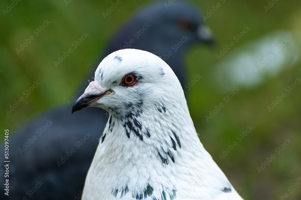 The head of a white dove with dark spots on the feathers The head of a white dove with dark spots on the feathers