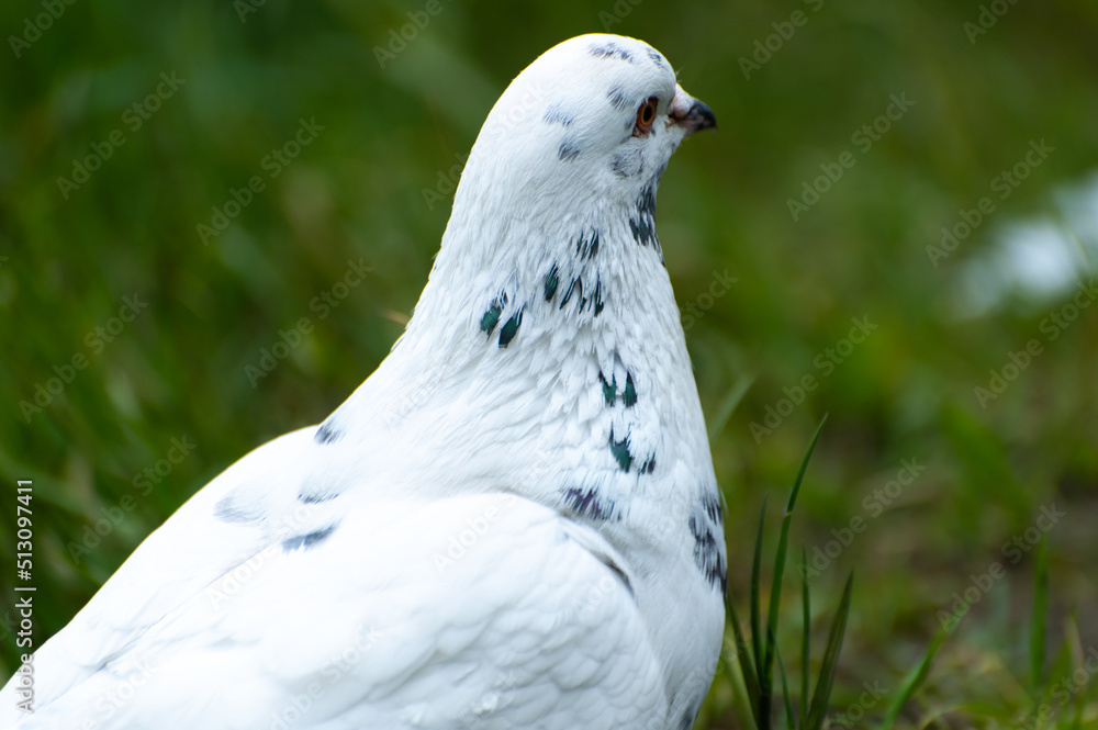 The head of a white dove with dark spots on the feathers The head of a white dove with dark spots on the feathers
