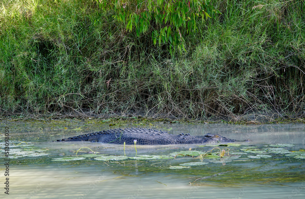 Obraz premium floating crocodile in the East Adelaide River