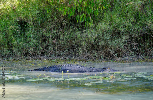 floating crocodile in the East Adelaide River