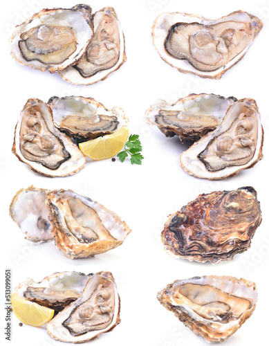 Oysters on a white background