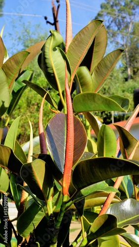 Closeup of blooming flowers of Ficus elastic also known as India rubber fig photo