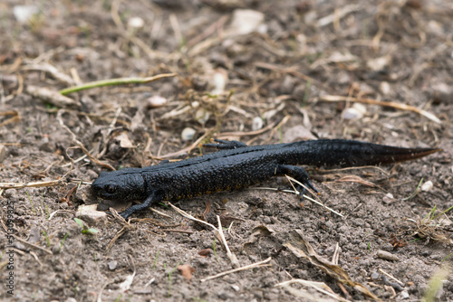 Large warty northern crested newt crawling on the ground
 photo