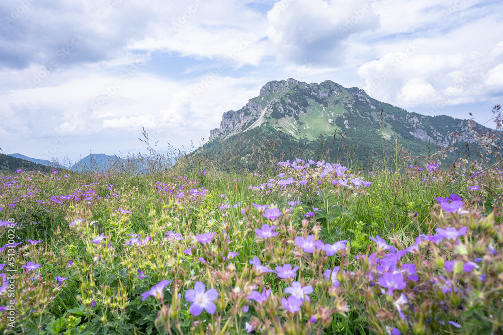 View on grassy mountain with purple out of focus wildflowers in the foreground, Slovakia, Europe
