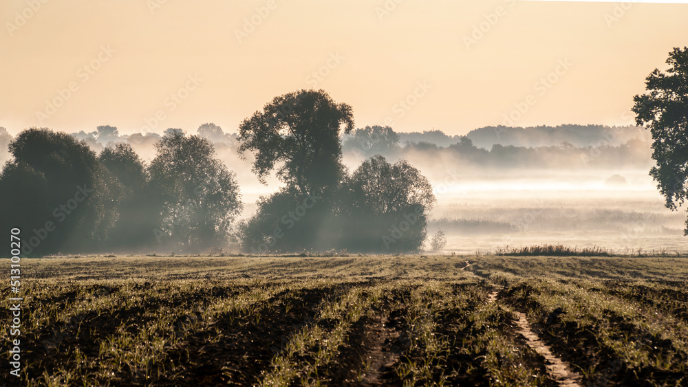 Poranek z mgłami w Narwiańskim Parku Narodowym, Podlasie, Polska Stock