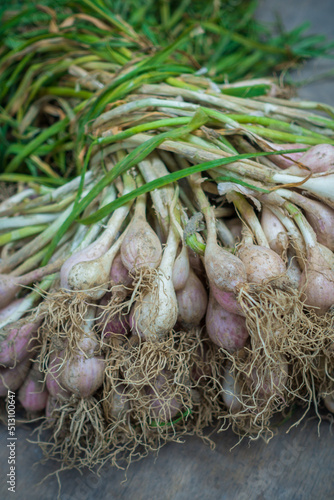 A closeup shot of raw garlic with covering and leaves. Organically grown garlic in North India.