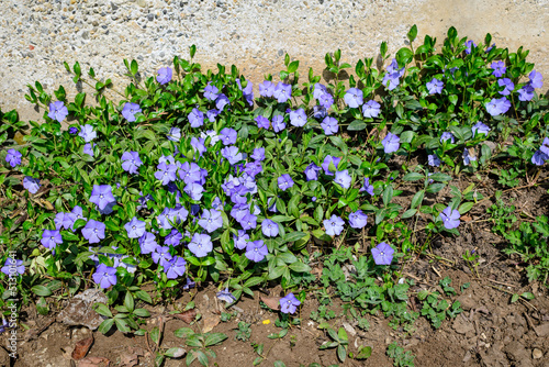 Carta da parati Close up of many small blue flowers of periwinkle or myrtle herb, Vinca minor, in a sunny spring garden, beautiful outdoor floral background photographed with soft focus