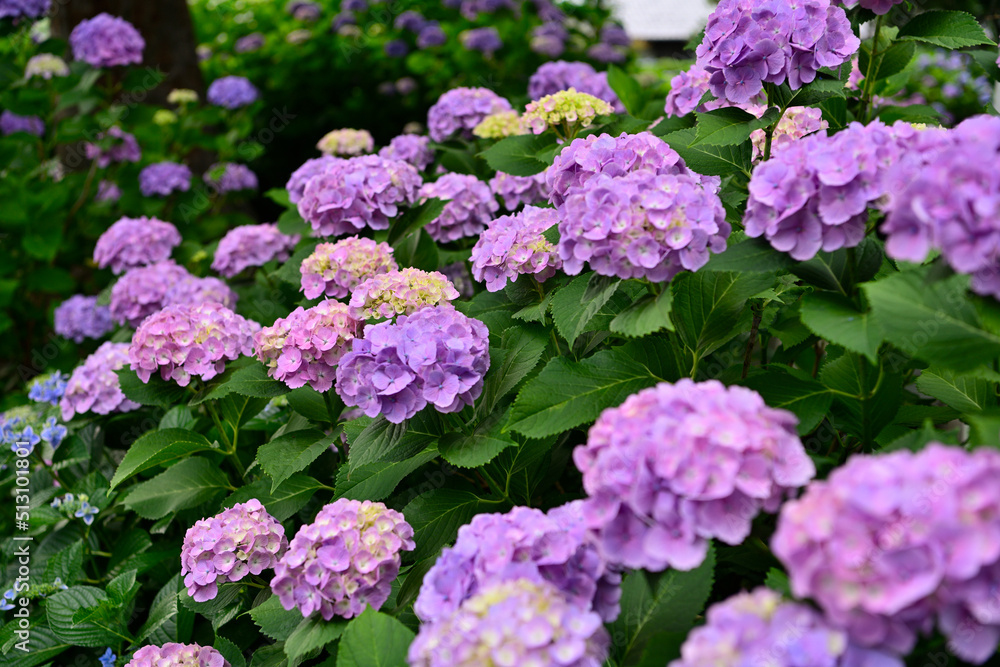紫陽花