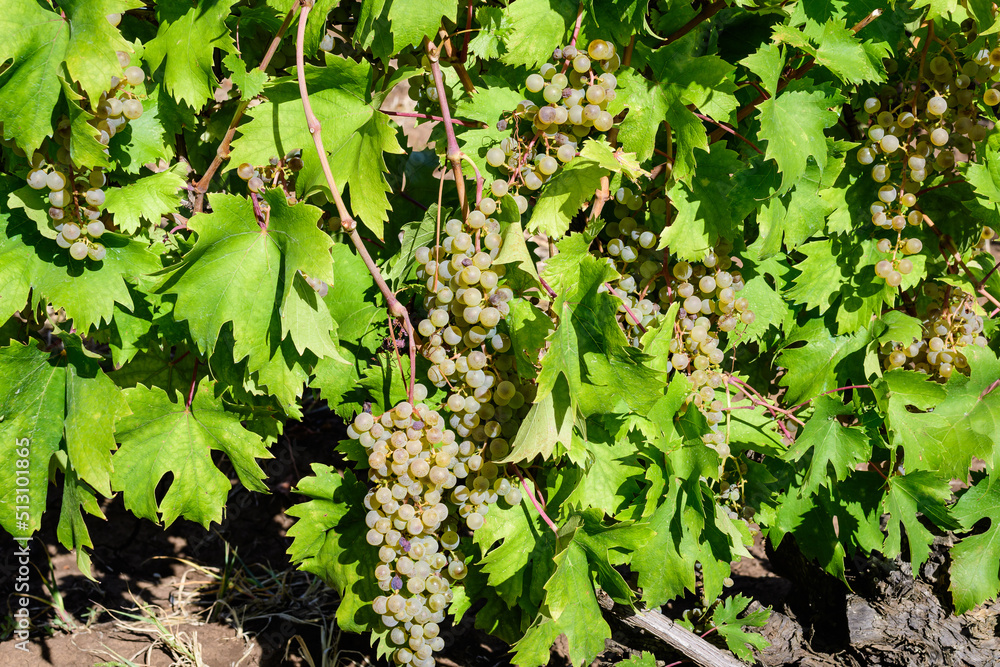 Closeup of ripe organic white grapes and green leaves in vineyard in a sunny autumn day . Closeup of ripe organic white grapes and green leaves in vineyard in a sunny autumn day .