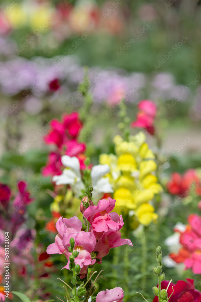 Fototapeta premium Red Snapdragon flowers blooming. Soft colors in background.