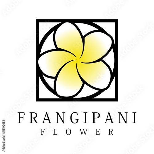 frangipani flower design icon vector
