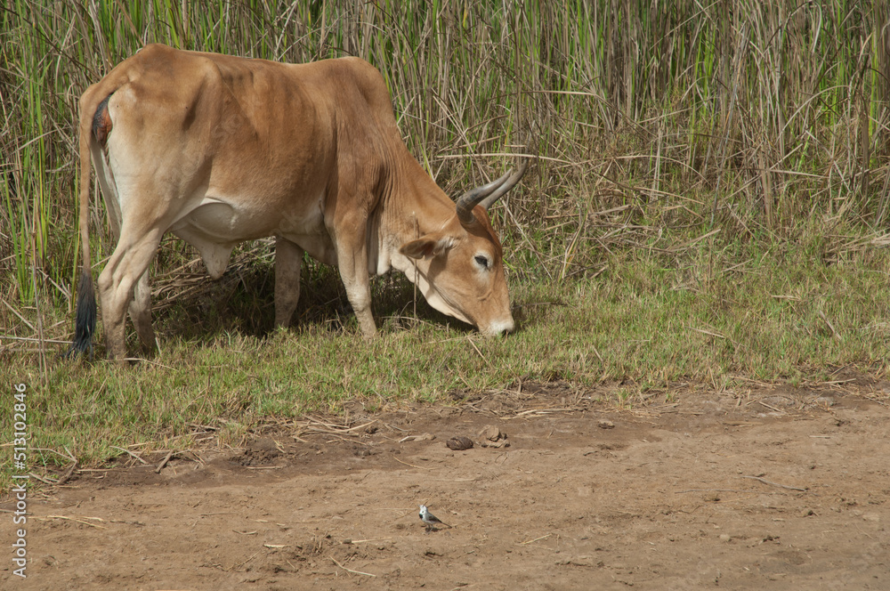 Zebu Bos primigenius indicus grazing and white wagtail Motacilla alba in the foreground. Oiseaux du Djoudj National Park. Saint-Louis. Senegal. Zebu Bos primigenius indicus grazing and white wagtail Motacilla alba in the foreground. Oiseaux du Djoudj National Park. Saint-Louis. Senegal.