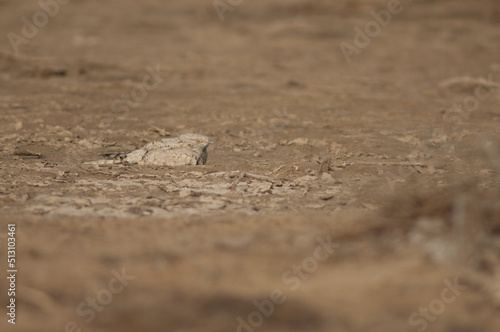 Egyptian nightjar Caprimulgus aegyptius saharae sleeping. Oiseaux du Djoudj National Park. Saint-Louis. Senegal.