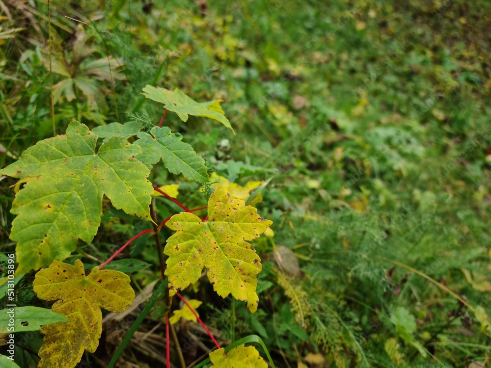 leaves of grapes