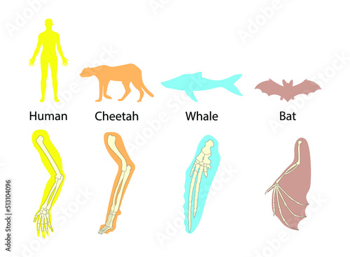 illustration of biology and animals, Animal Organ Systems, The musculoskeletal system of each type of animal, The structure of the body systems, animal kingdom
