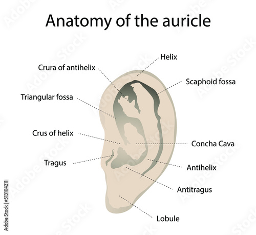 illustration of  biology and medical, Anatomy of the auricle, The auricle is the part of the ear, Ear Anatomy, Structure of auricle