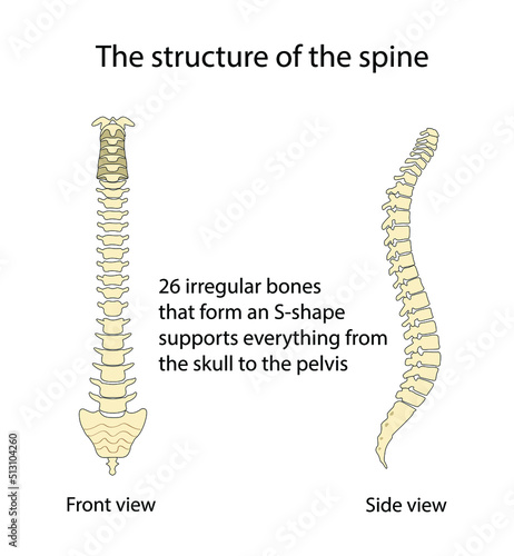 illustration of biology and medical, The structure of the spine, The vertebral column is part of the axial skeleton, Vertebral column