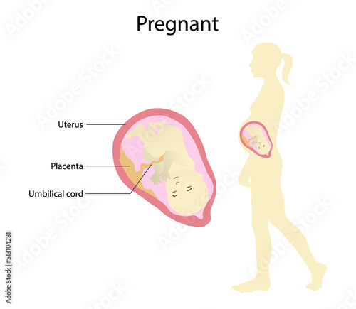 illustration of biology and Medical, pregnancy in humans, Pregnancy is when a female mammal has an unborn baby inside her