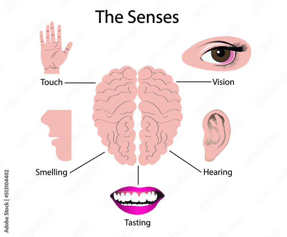 illustration of biology and medical, sense is a biological system used