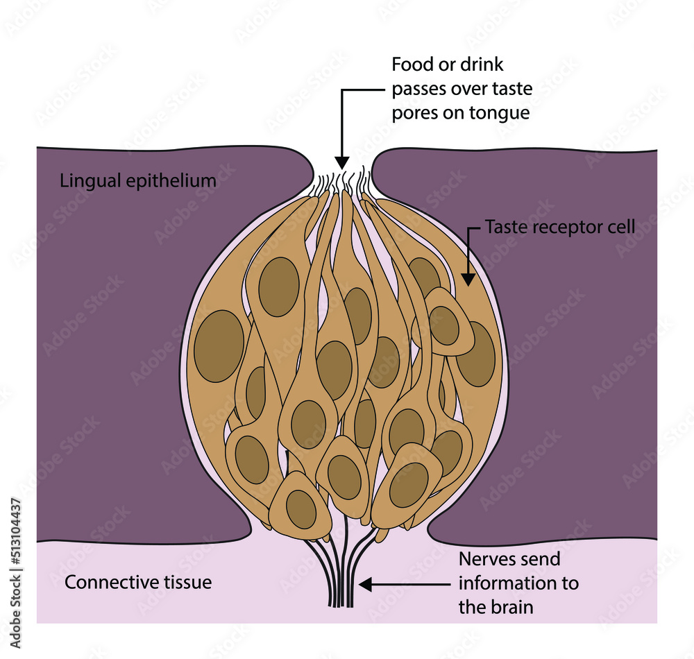 illustration-of-biology-taste-buds-are-sensory-organs-that-are-found